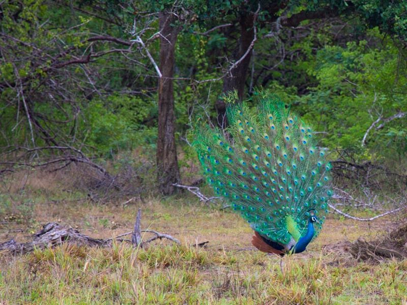 Yala Peacock